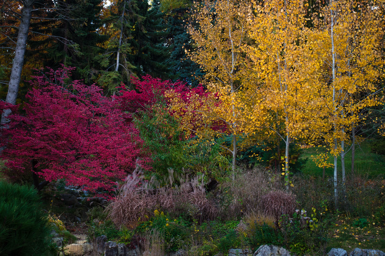 Scenic view of multi colored flowers trees
