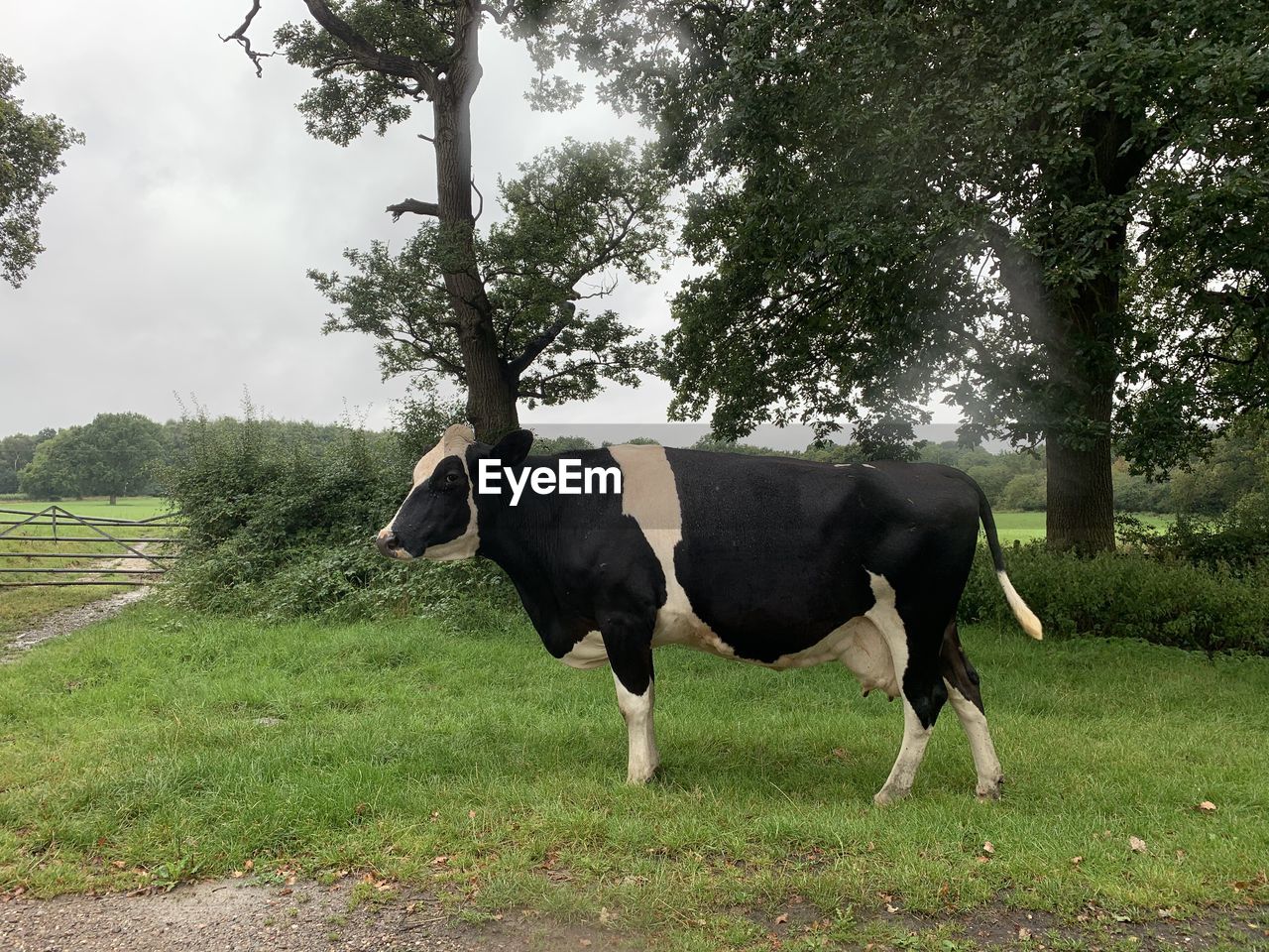 HORSE STANDING ON FIELD