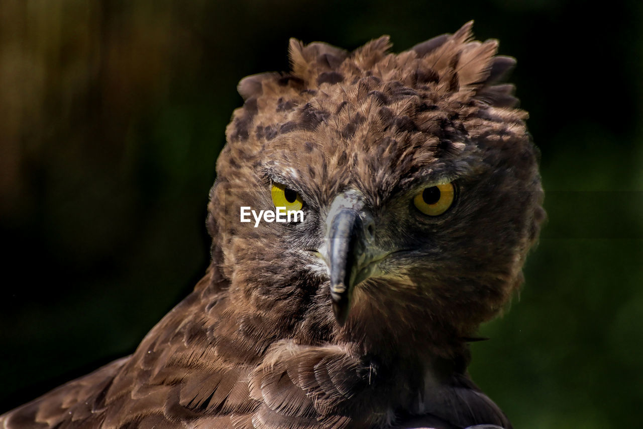 Close-up portrait of owl