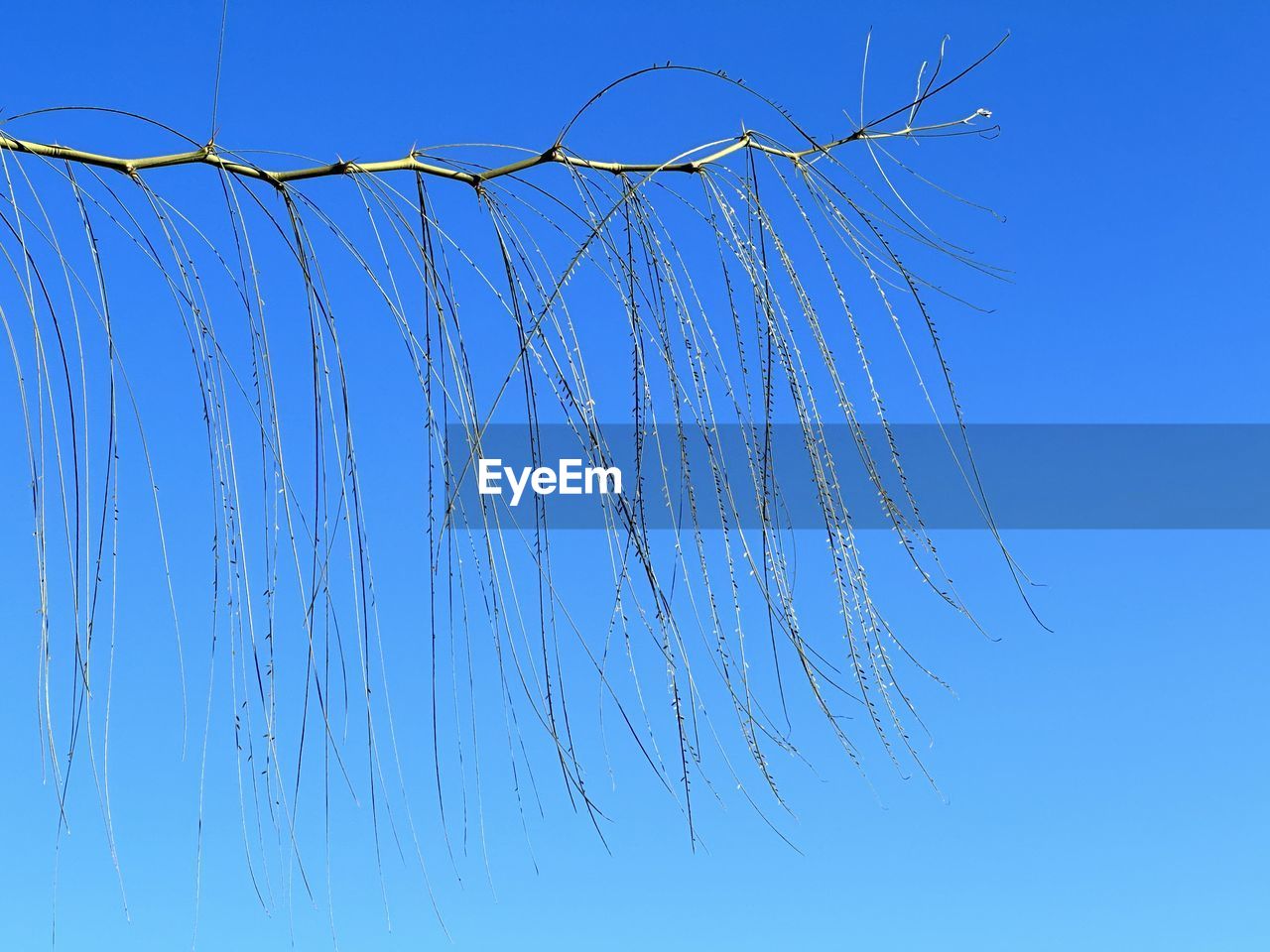 blue, sky, nature, no people, clear sky, branch, line, blue background, outdoors, close-up, water, colored background, day