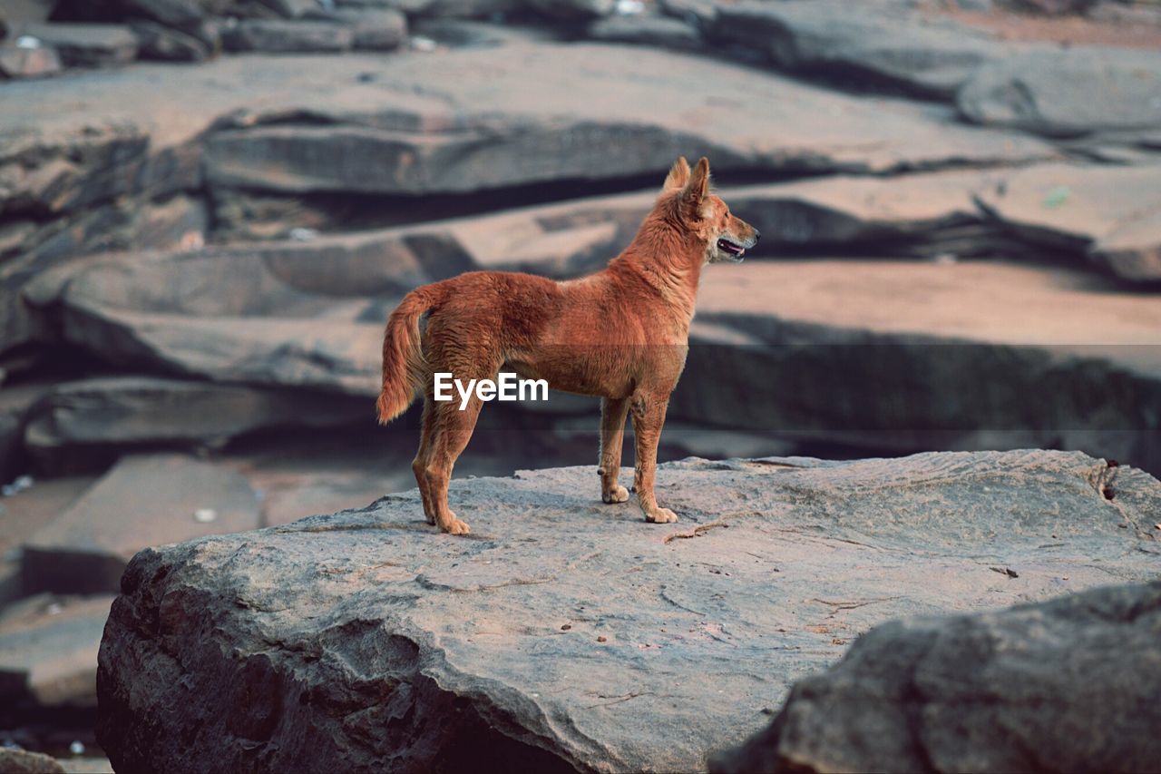 HORSE STANDING ON ROCKS