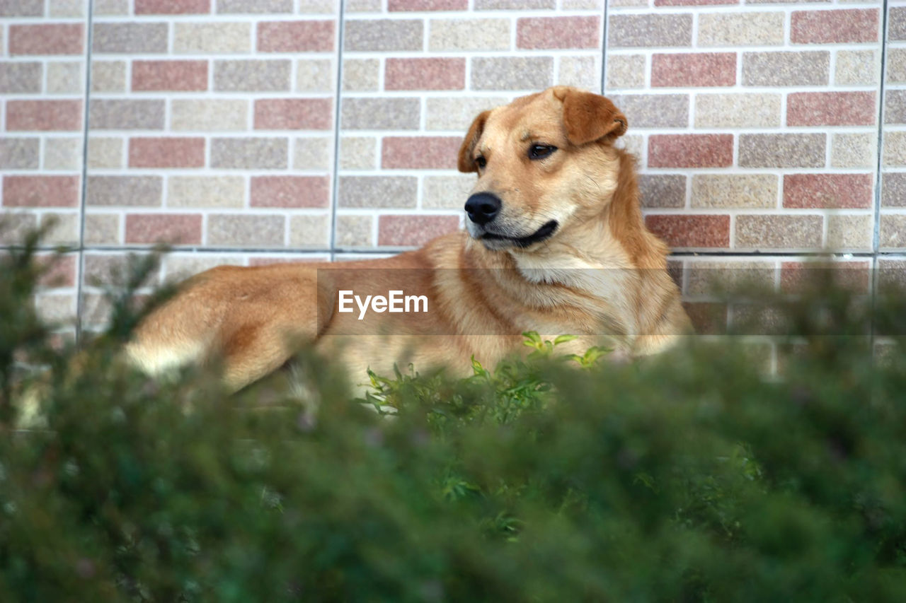 VIEW OF A DOG ON WALL