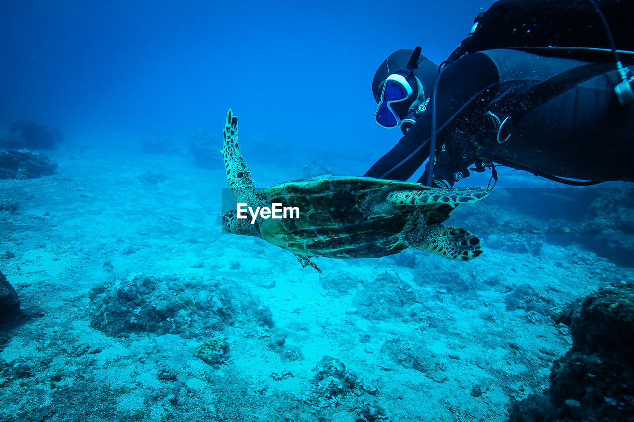 Scuba diver swimming with green turtle in sea