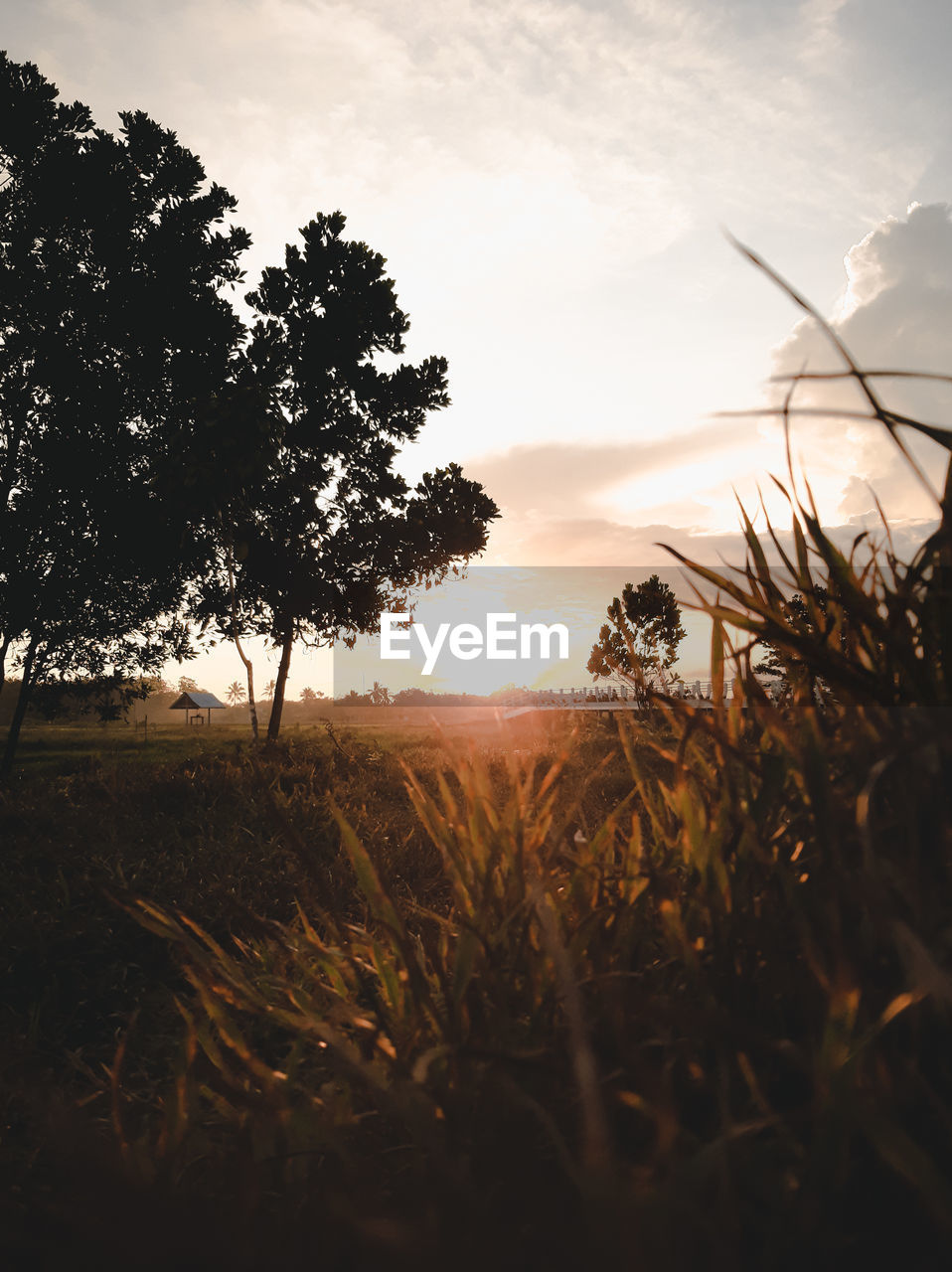 TREES ON FIELD AGAINST SKY DURING SUNSET