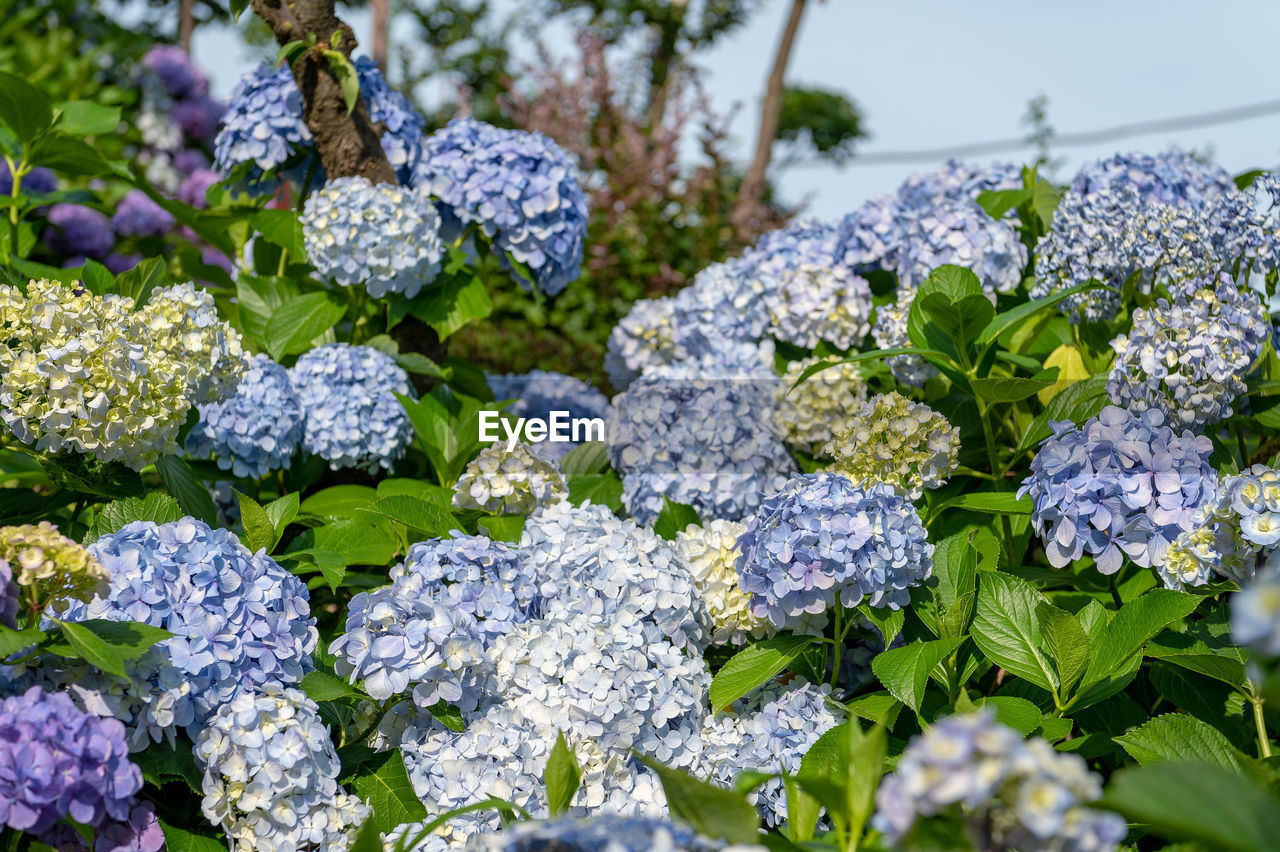 flower, plant, flowering plant, beauty in nature, nature, freshness, no people, growth, plant part, leaf, close-up, hydrangea, day, purple, botany, outdoors, blue, fragility, lilac, hydrangea serrata, food and drink, garden, sunlight, green, food, vegetable, summer, flower head