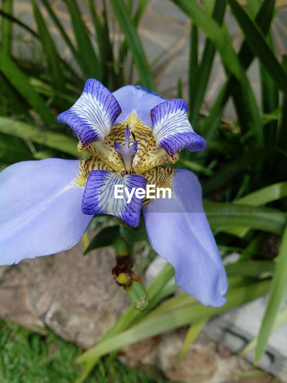 CLOSE-UP OF PURPLE FLOWERS BLOOMING OUTDOORS