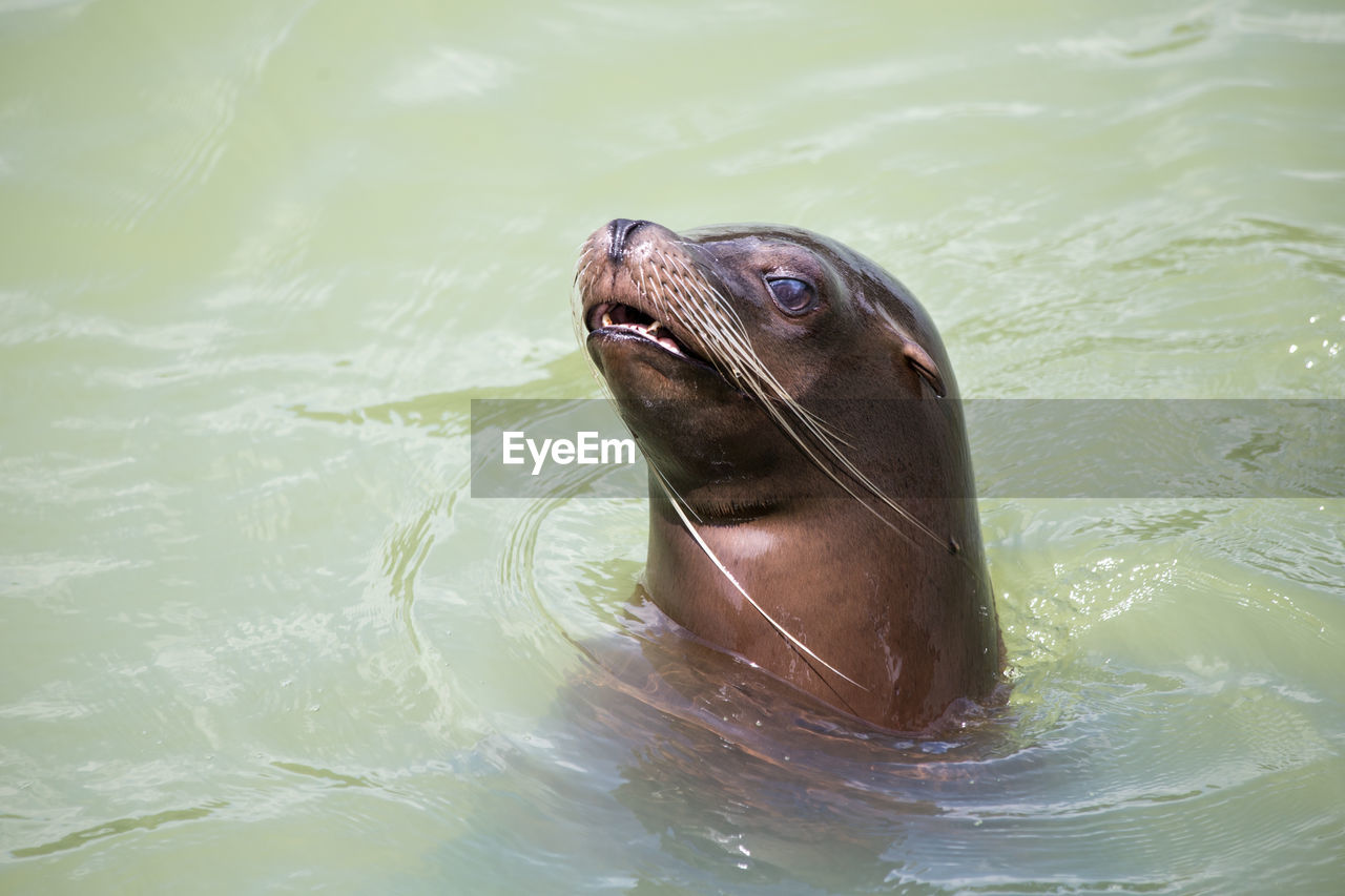 HIGH ANGLE VIEW OF SEA LION SWIMMING