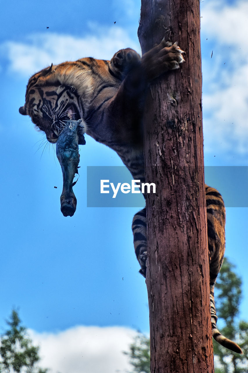 LOW ANGLE VIEW OF HORSE AGAINST TREE TRUNK