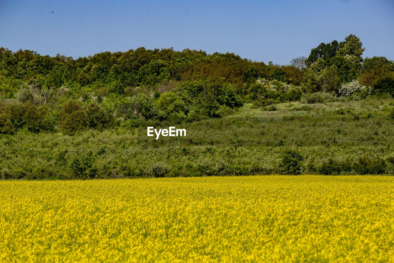 Scenic view of field against blue sky