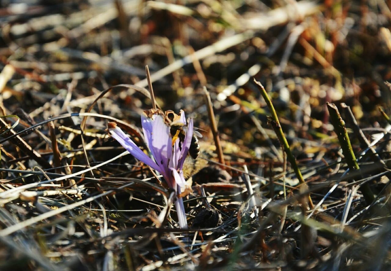 CLOSE-UP OF PURPLE FLOWERS BLOOMING ON FIELD