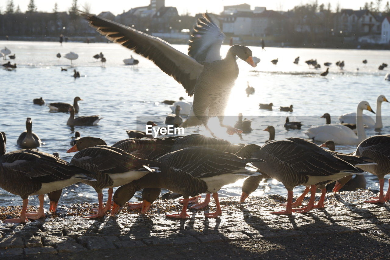 seagulls perching on lake