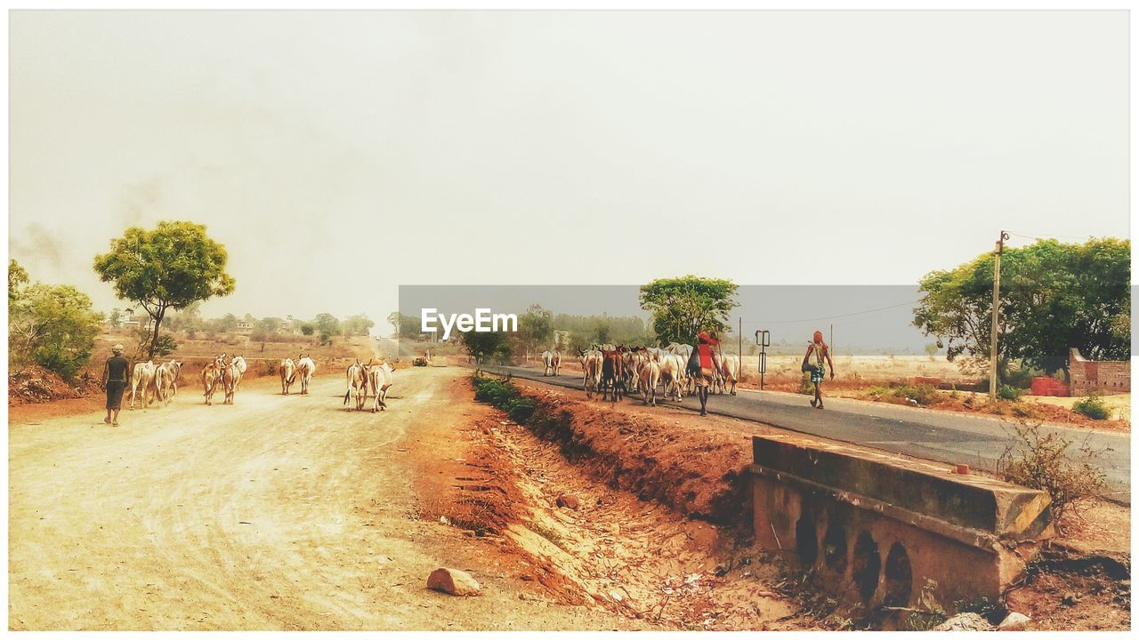 Rear view of cattlemen walking with cows on road