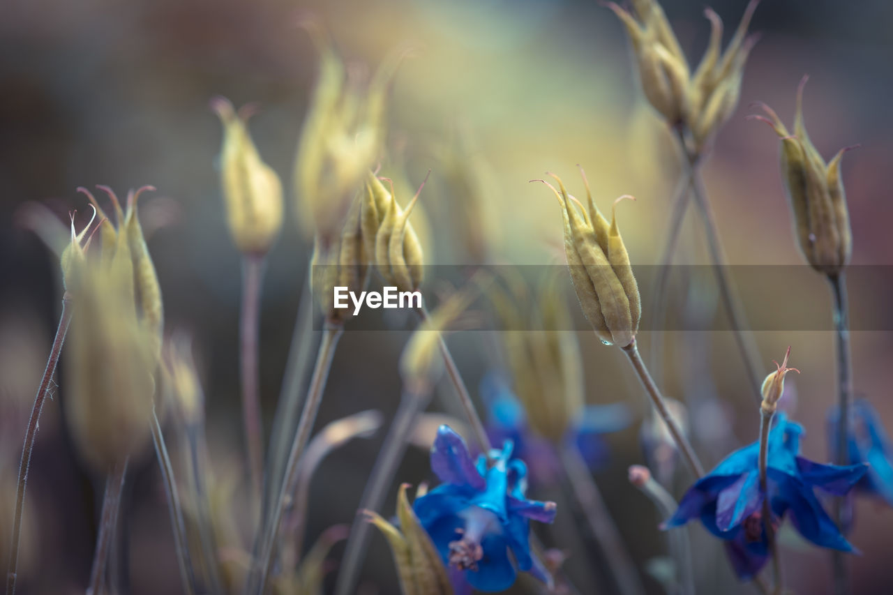 Close-up of flowering plants growing on field