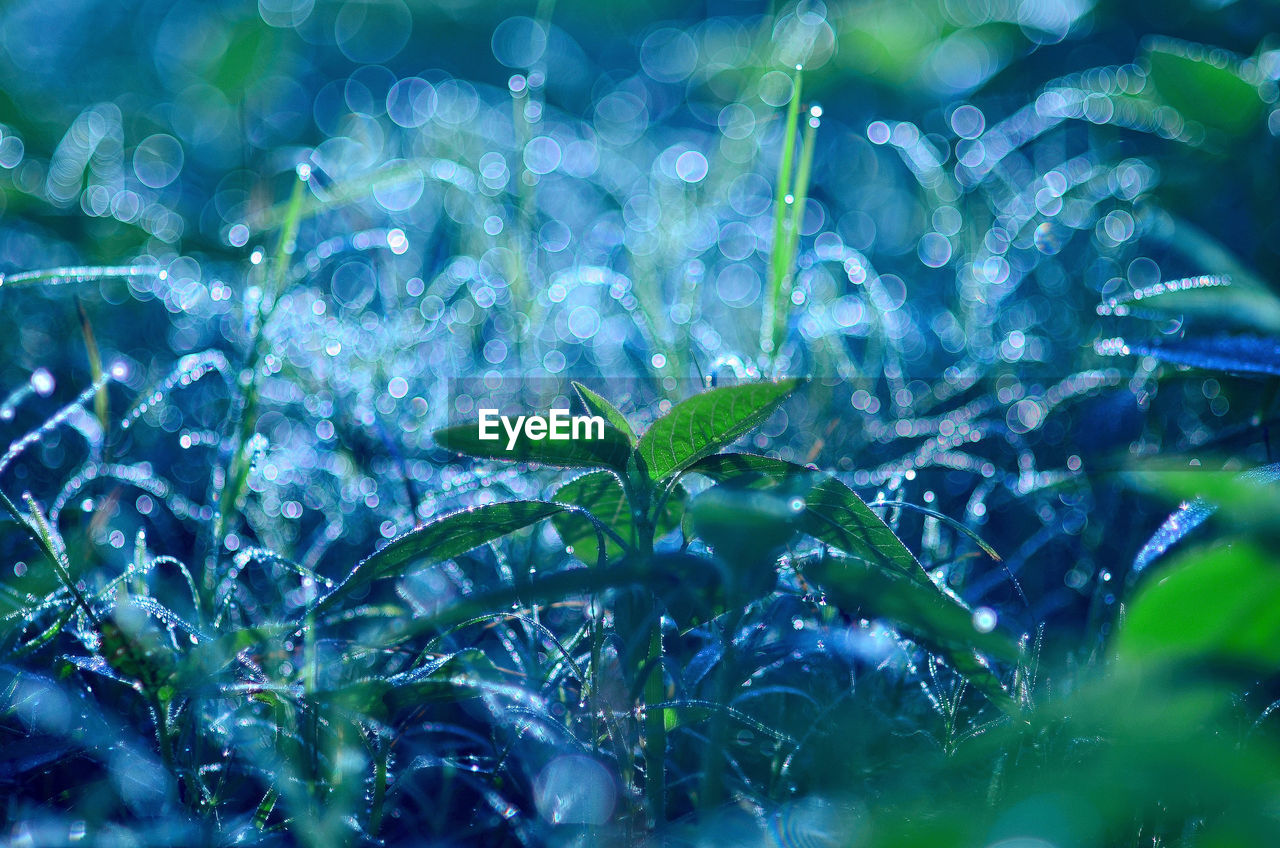 Full frame shot of raindrops on plants