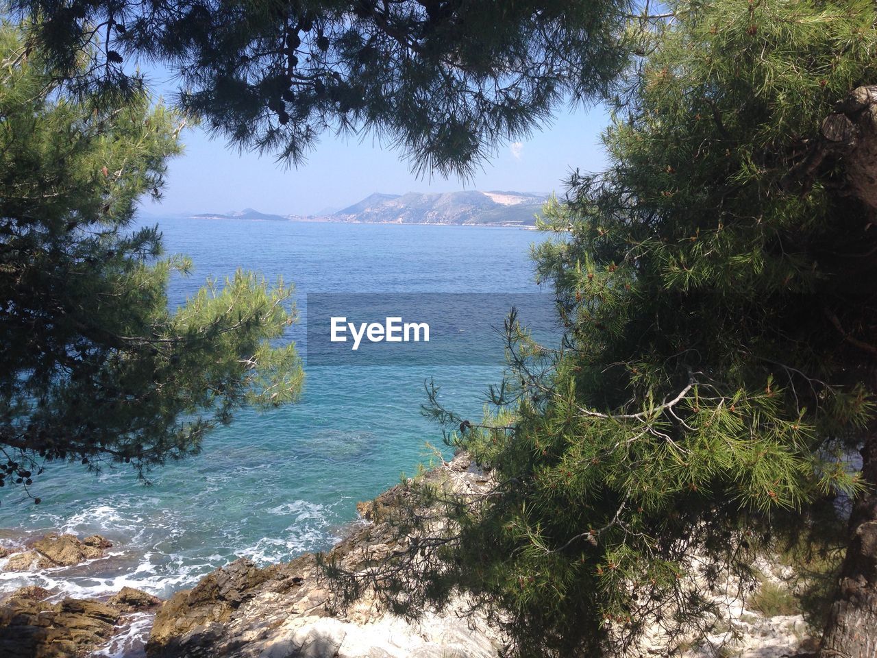 Trees against sea