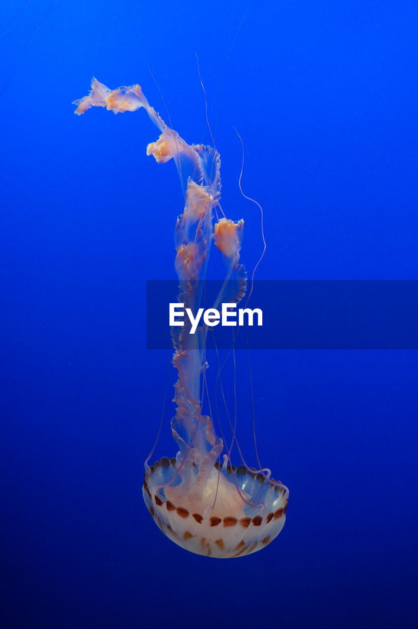 Jellyfish swimming underwater