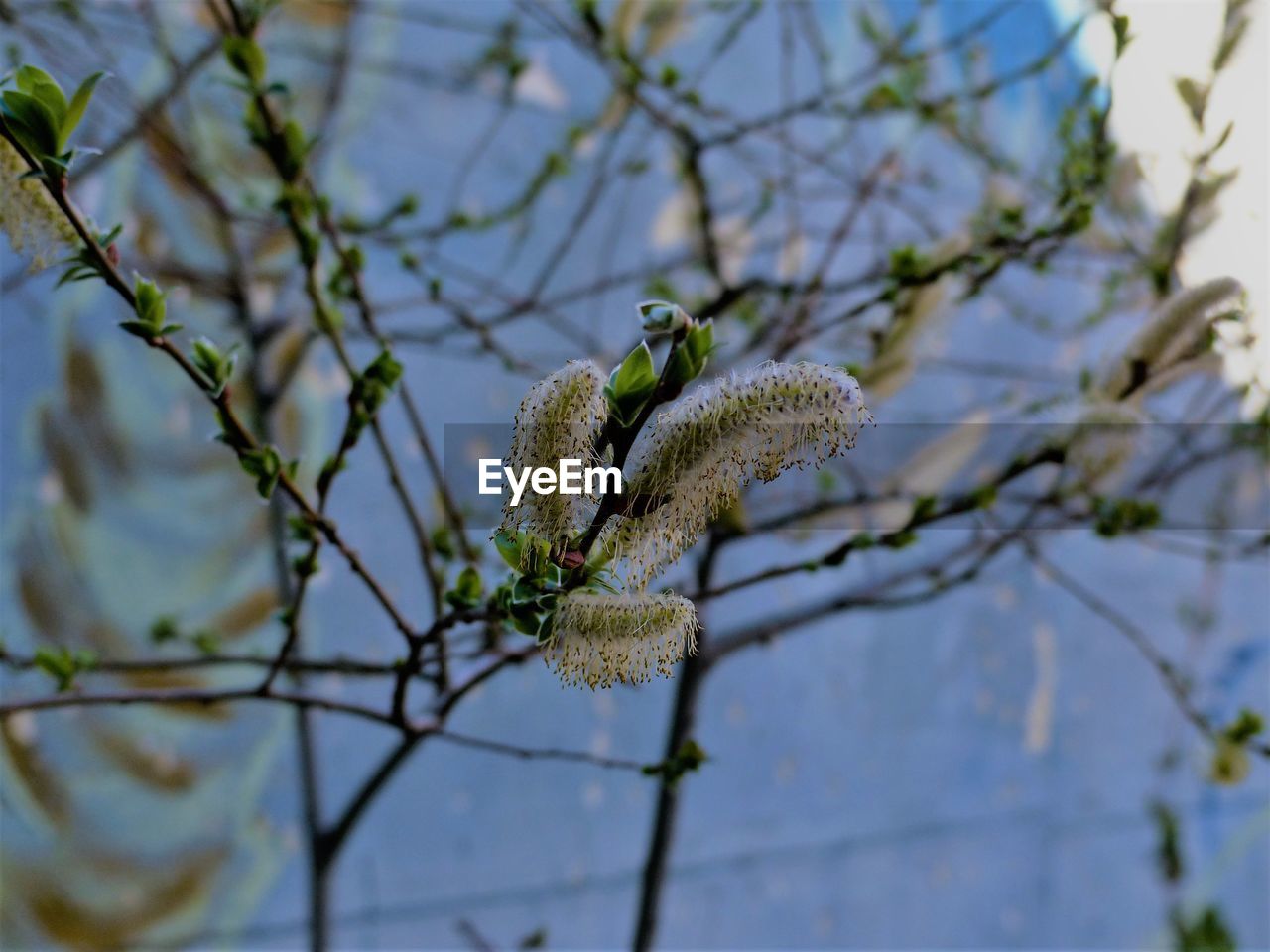 Low angle view of flower tree against sky