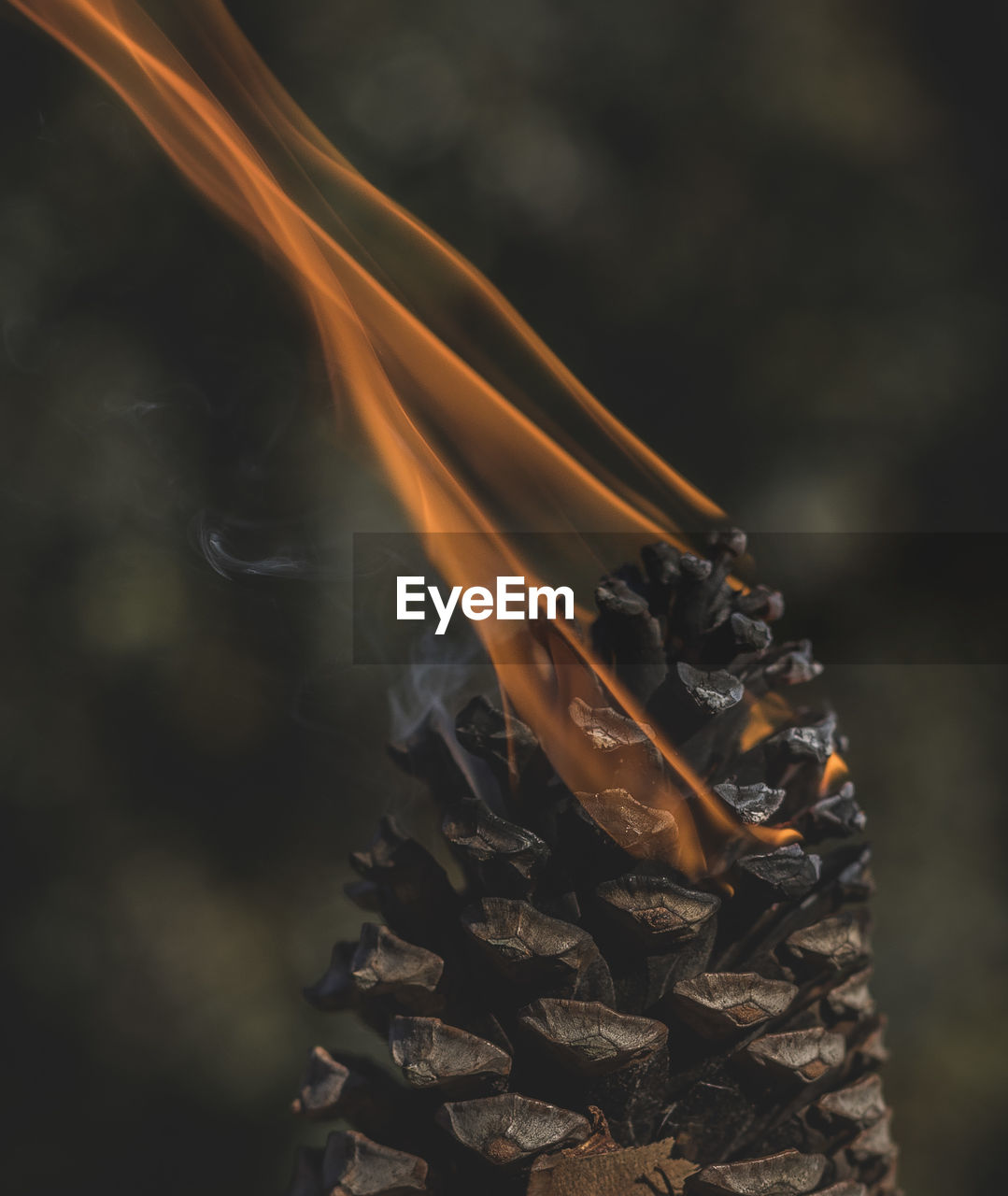 Close-up of burning pine cone