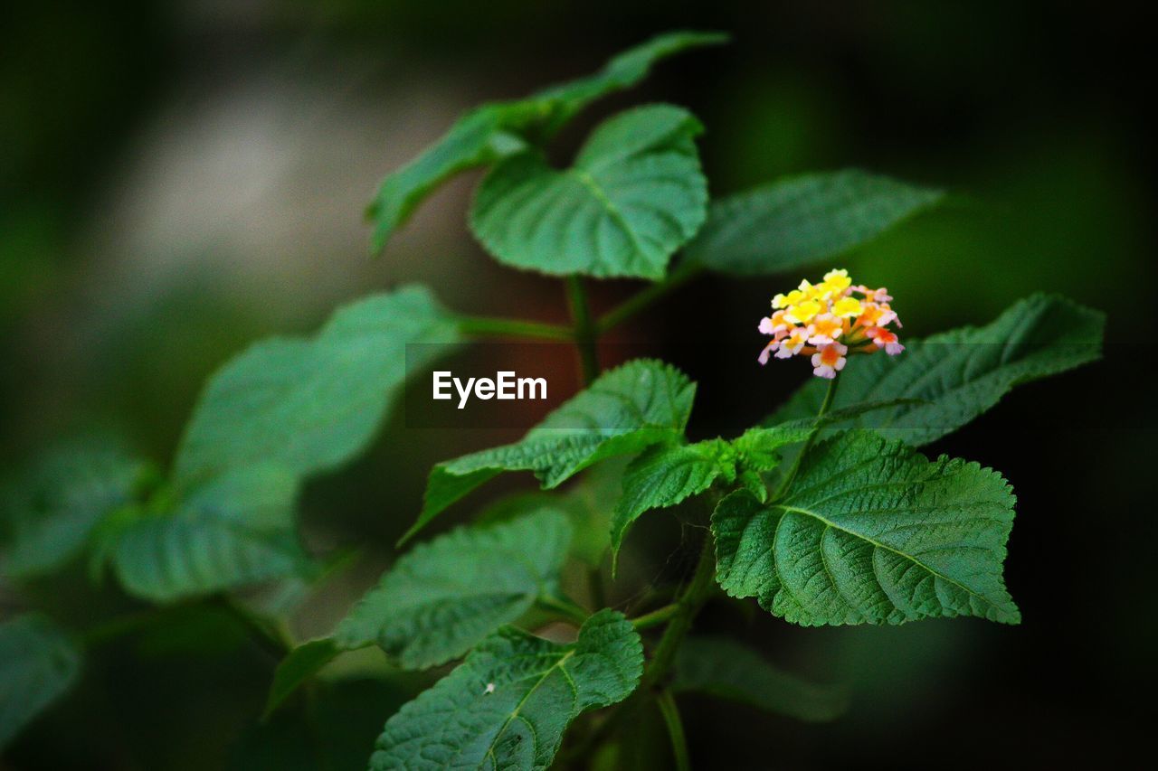 Close-up of flowering plant