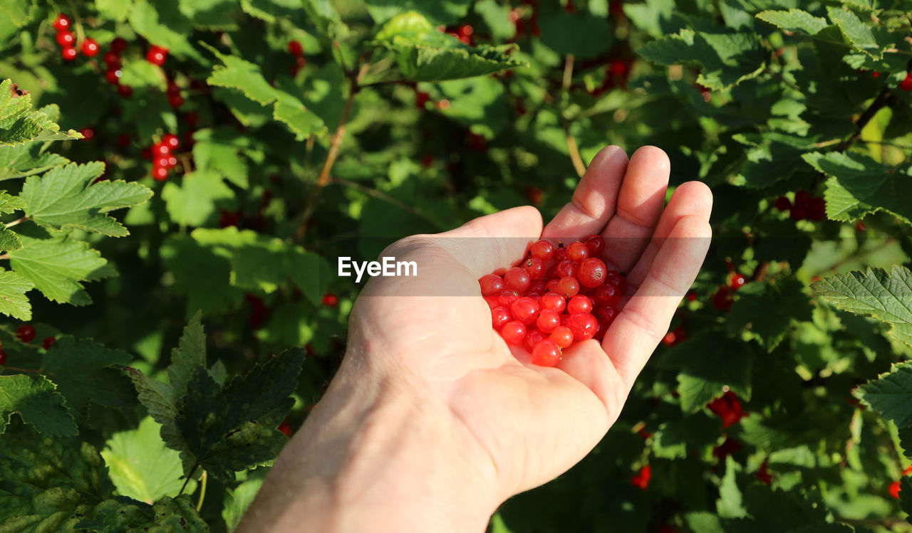 Woman holding fresh red currant berries