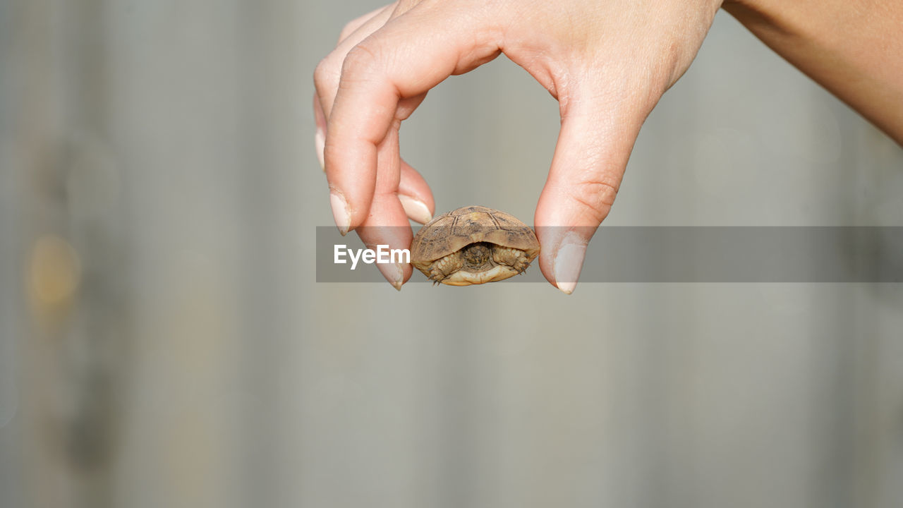 Female hands holding up a baby hermann's tortoise in bar, montenegro.