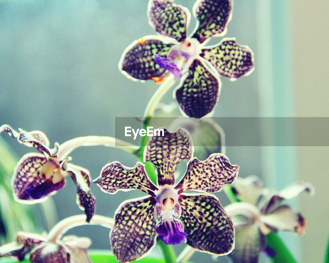 Close-up of purple flowers blooming in garden