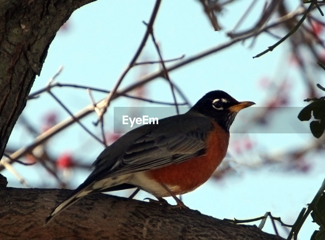 CLOSE-UP OF BIRD PERCHING ON BRANCH