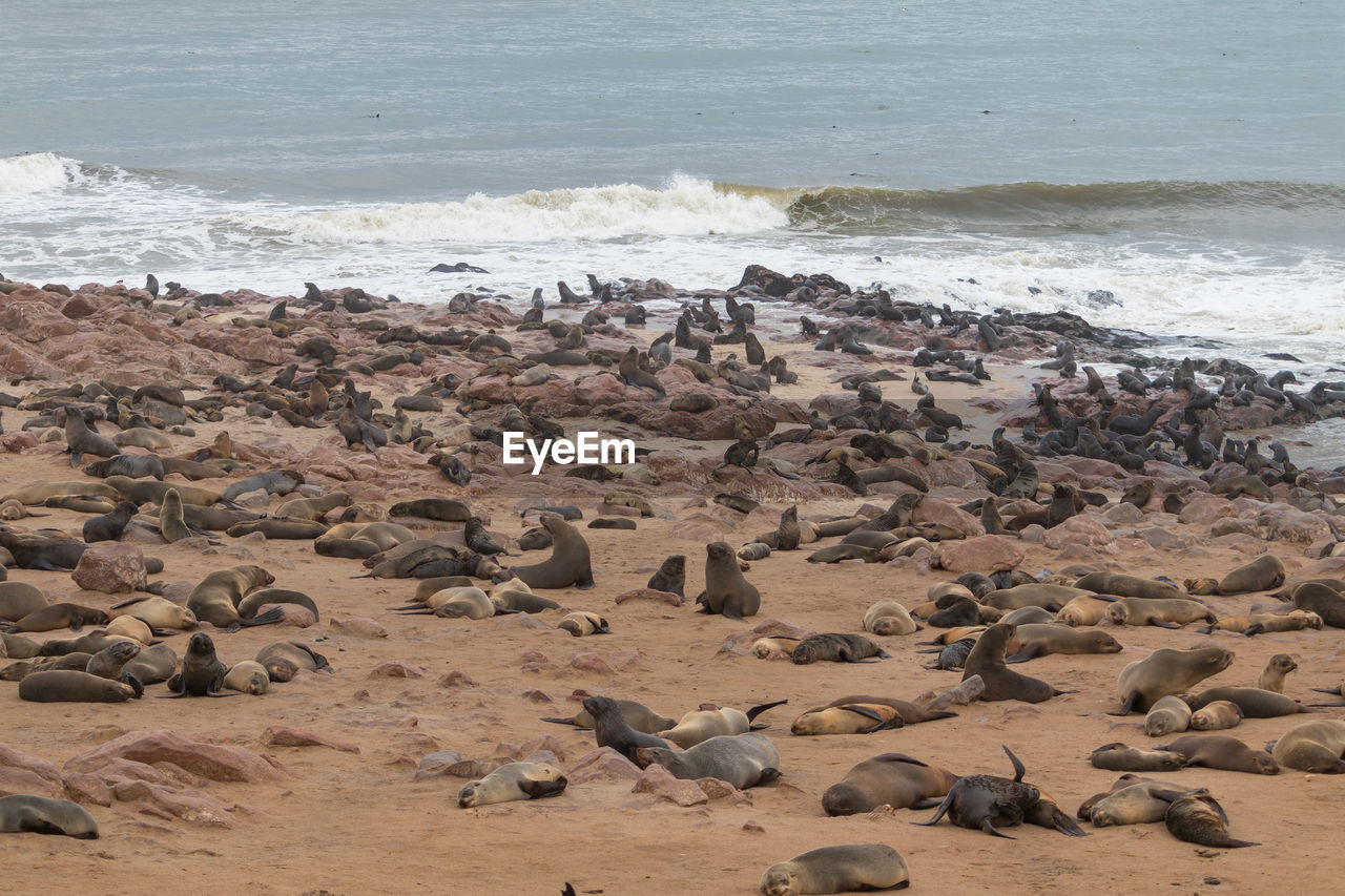 HIGH ANGLE VIEW OF SHEEP ON SHORE