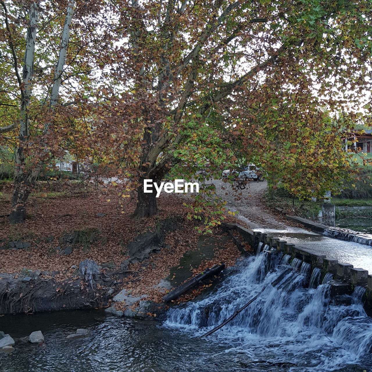 RIVER FLOWING THROUGH FOREST