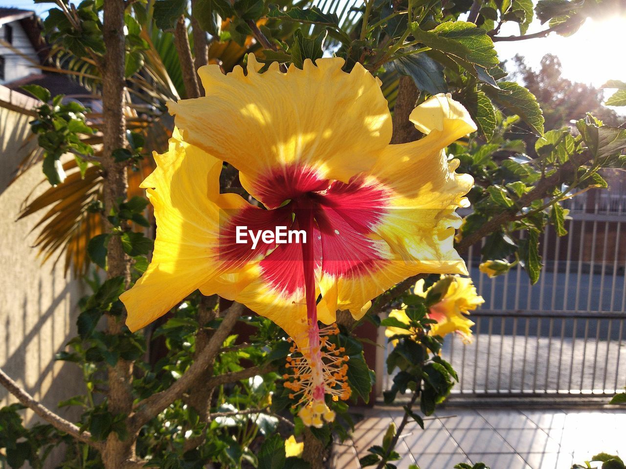 Close-up of yellow flowering plant