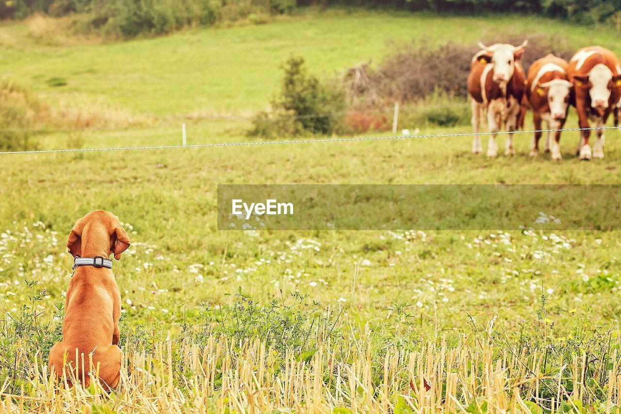 Rear view of dog looking at cows on grassy field