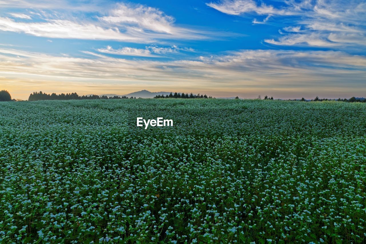 Scenic view of field against sky during sunset