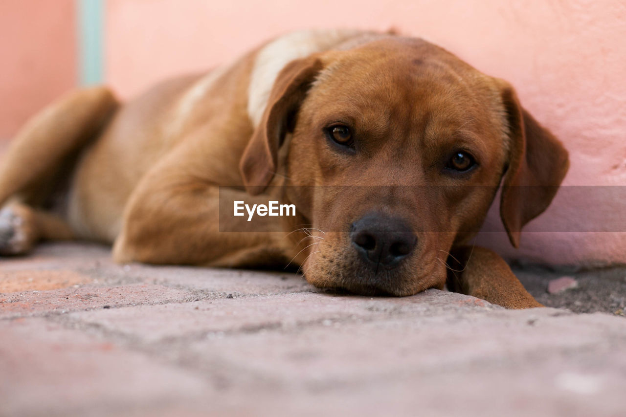 CLOSE-UP PORTRAIT OF A DOG