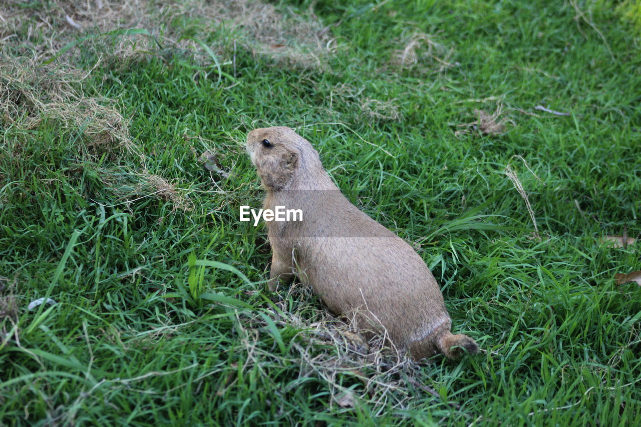 High angle view of prairie dog on grassy field