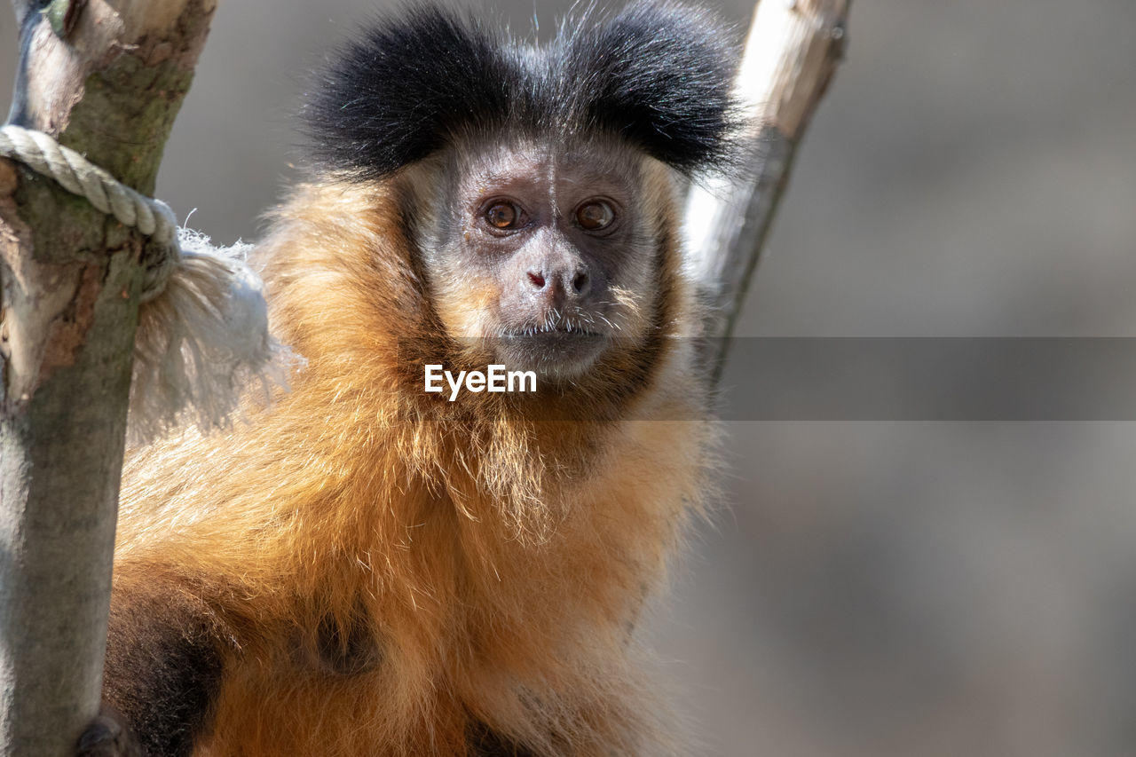 CLOSE-UP PORTRAIT OF A MONKEY