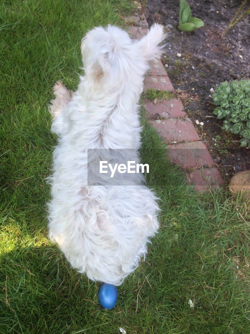 CLOSE-UP OF DOG OUTDOORS