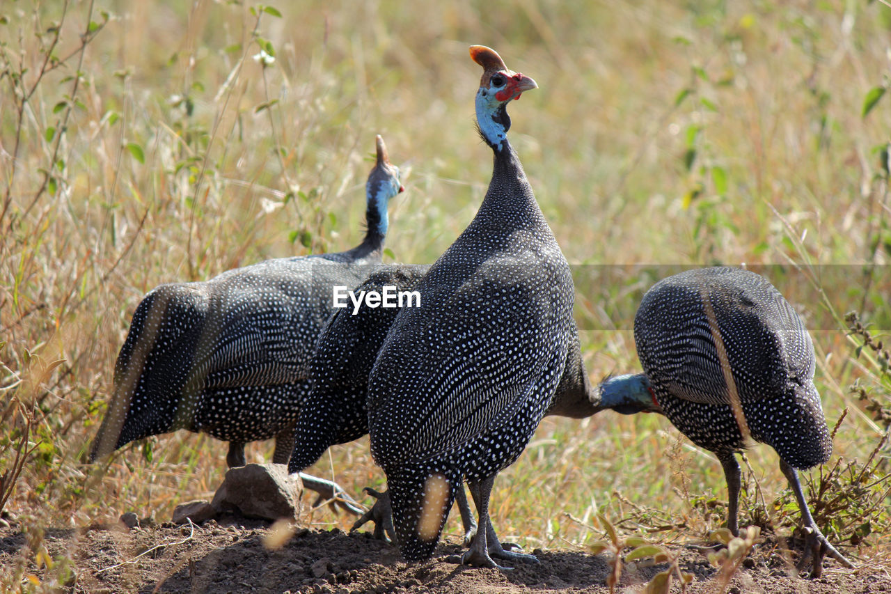 Guinea fowls on field