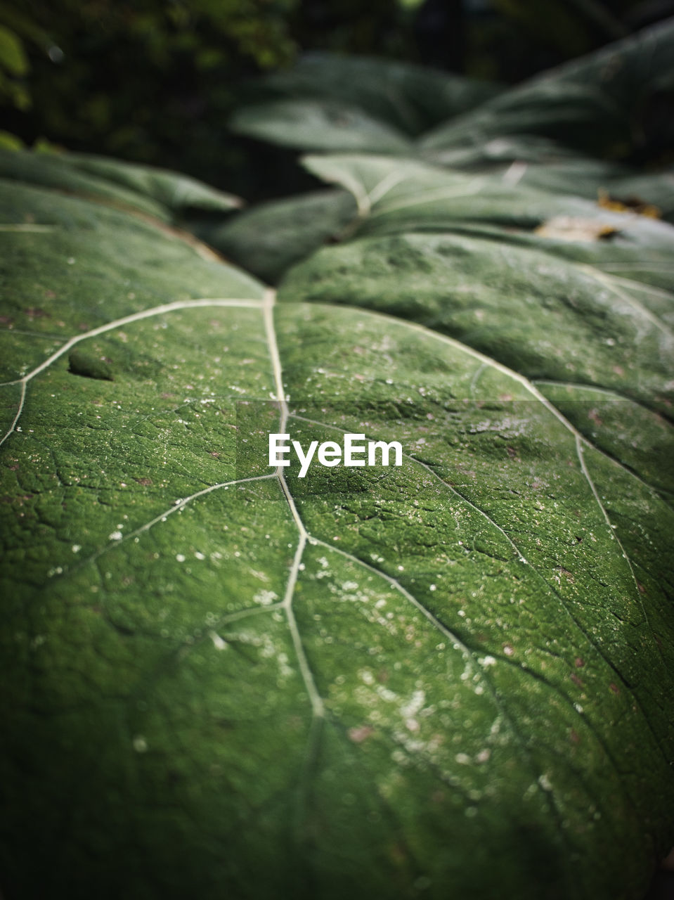 Close-up of wet leaves