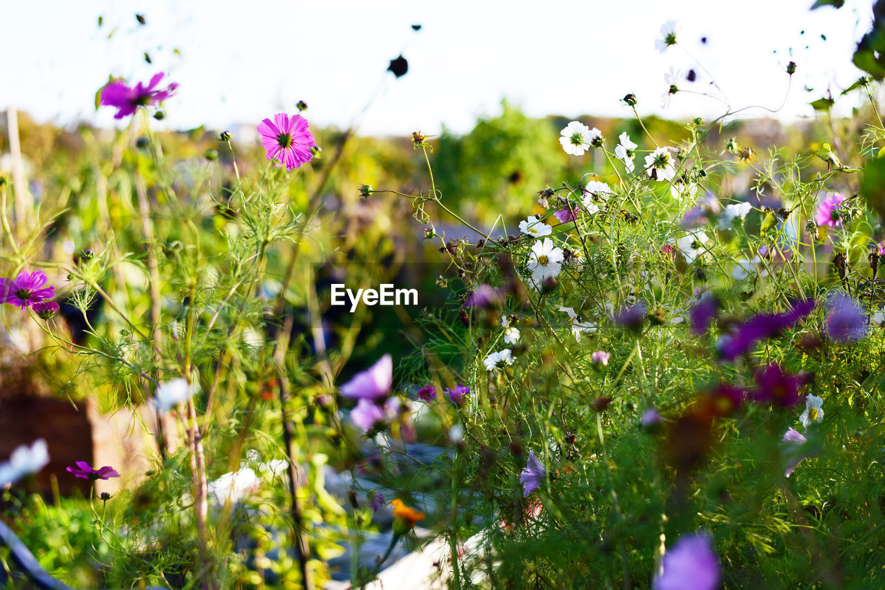 CLOSE-UP OF PURPLE FLOWER BLOOMING OUTDOORS