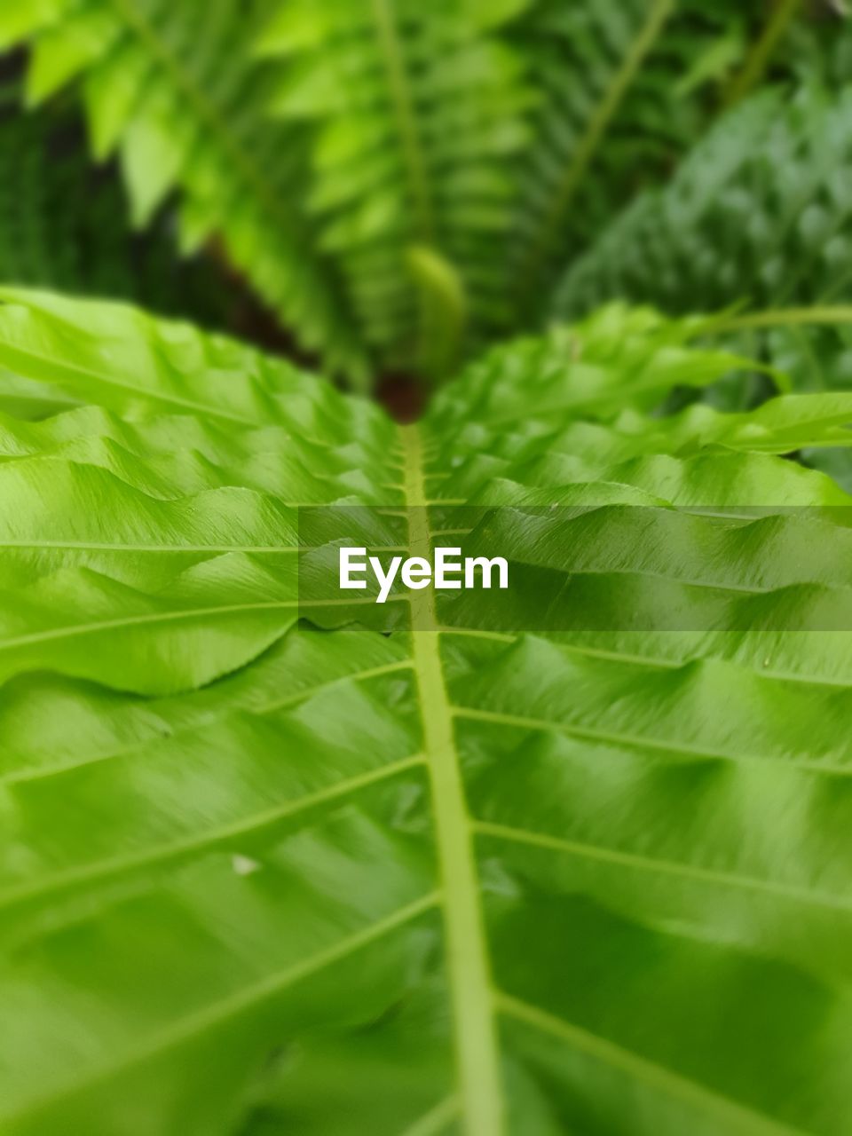 Full frame shot of leaves