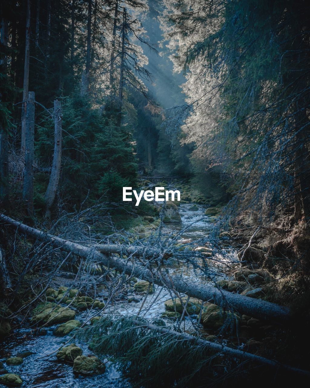 Trees in forest during winter