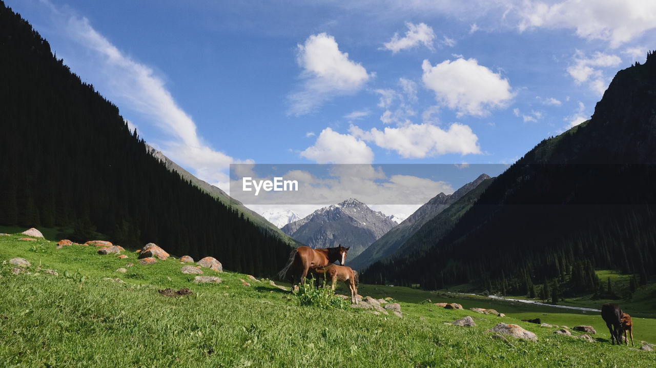 COWS GRAZING ON FIELD BY MOUNTAIN AGAINST SKY