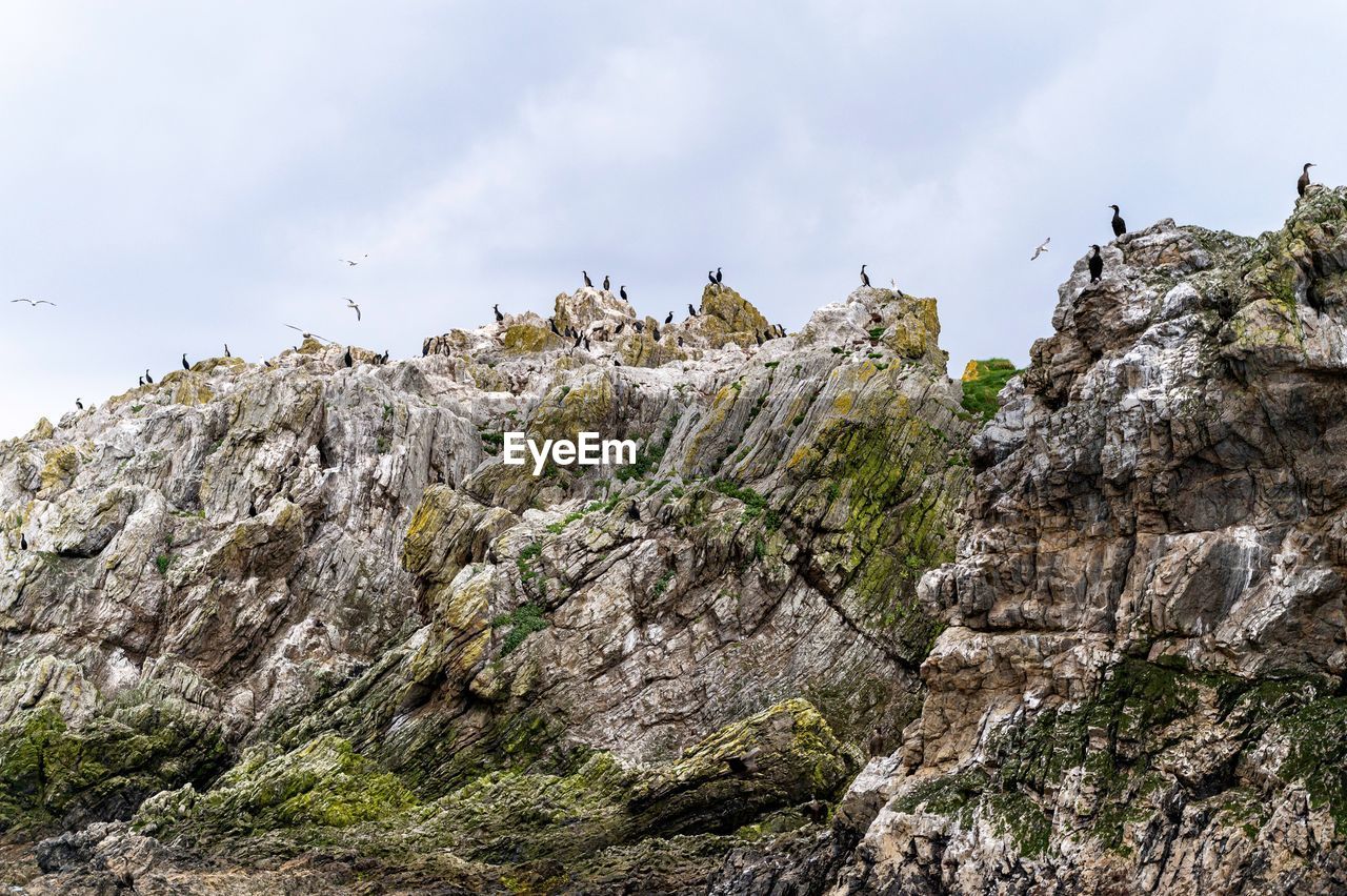 Low angle view of birds on cliff against sky