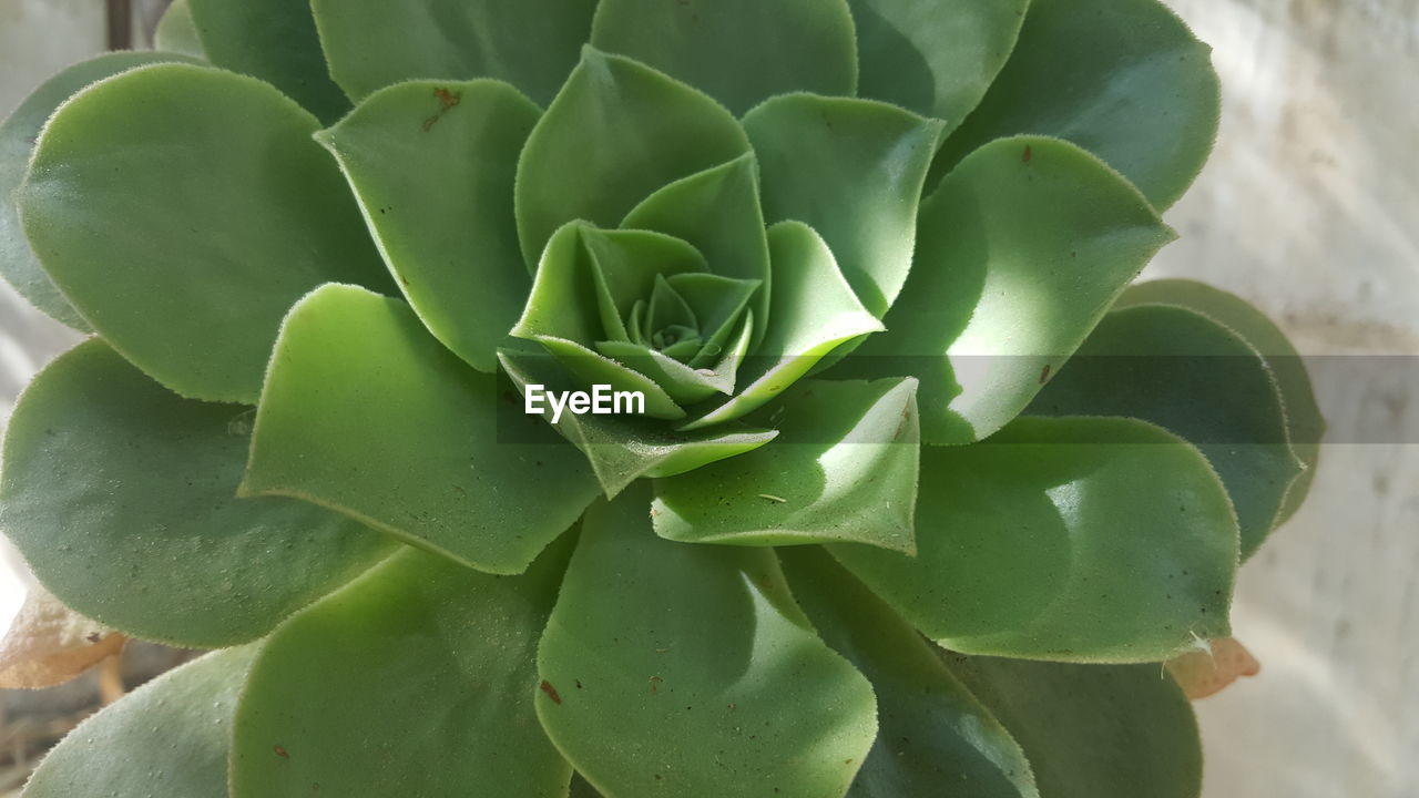 Close-up of succulent plant