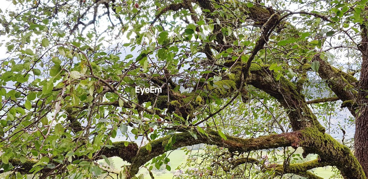 LOW ANGLE VIEW OF TREE AGAINST SKY