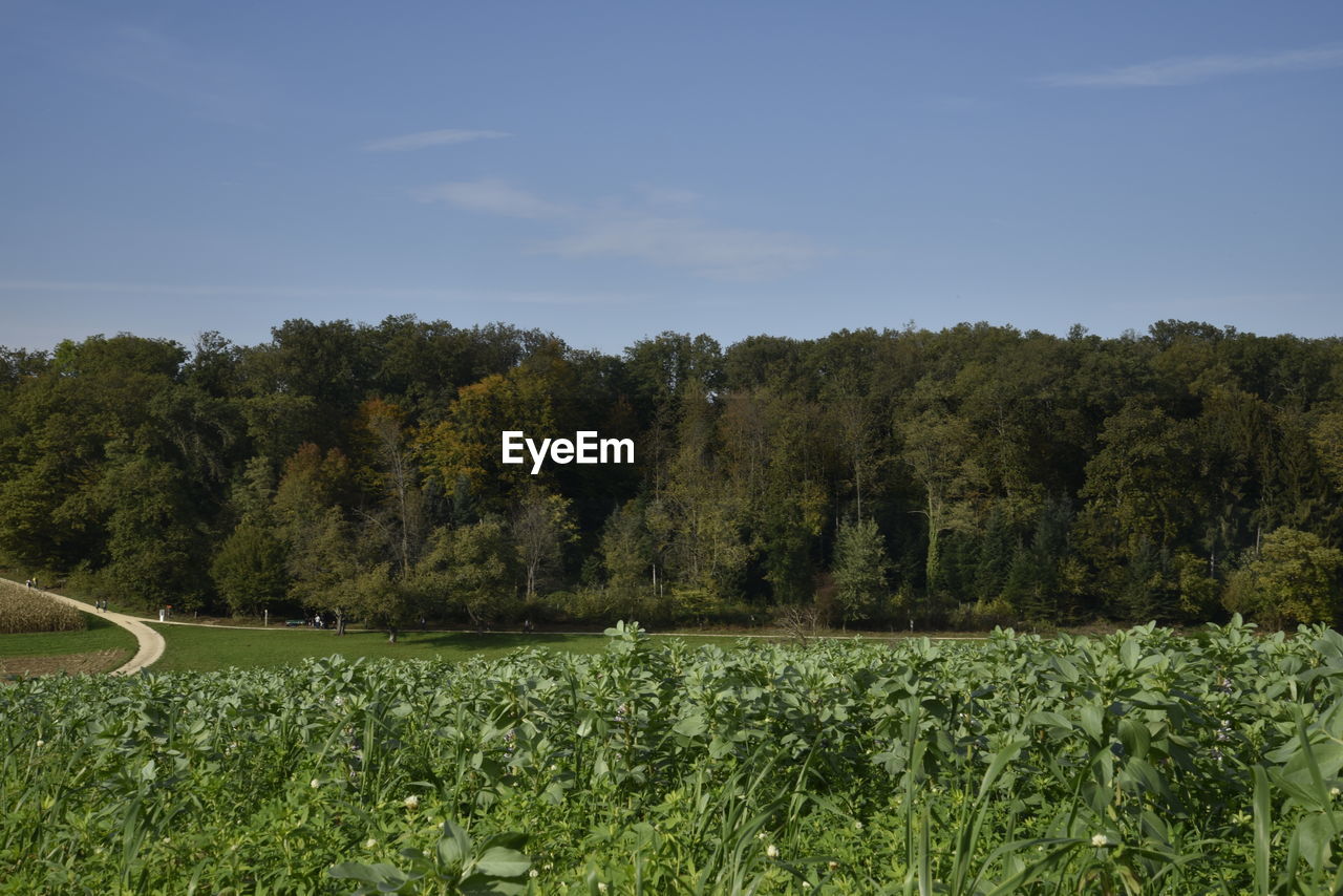 TREES GROWING ON FIELD AGAINST SKY