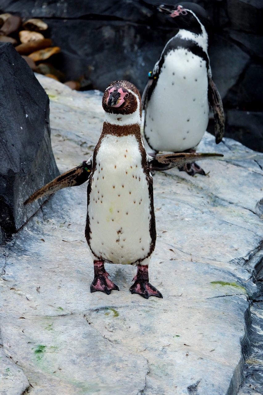 Penguins perching on rock in zoo