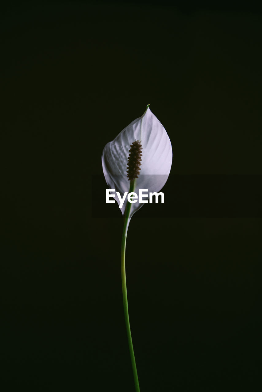 Close-up of white flowering plant against black background