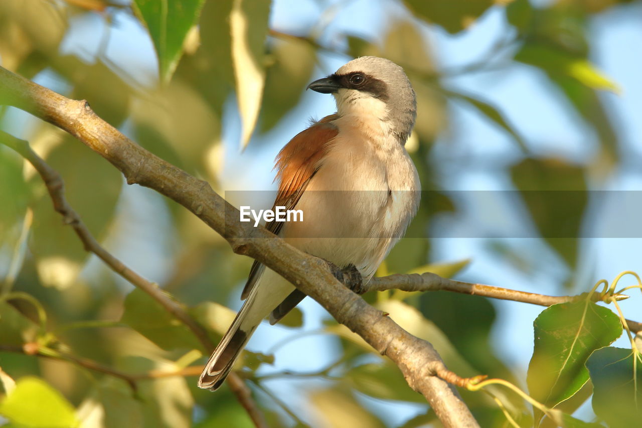 CLOSE-UP OF BIRD PERCHING ON TREE