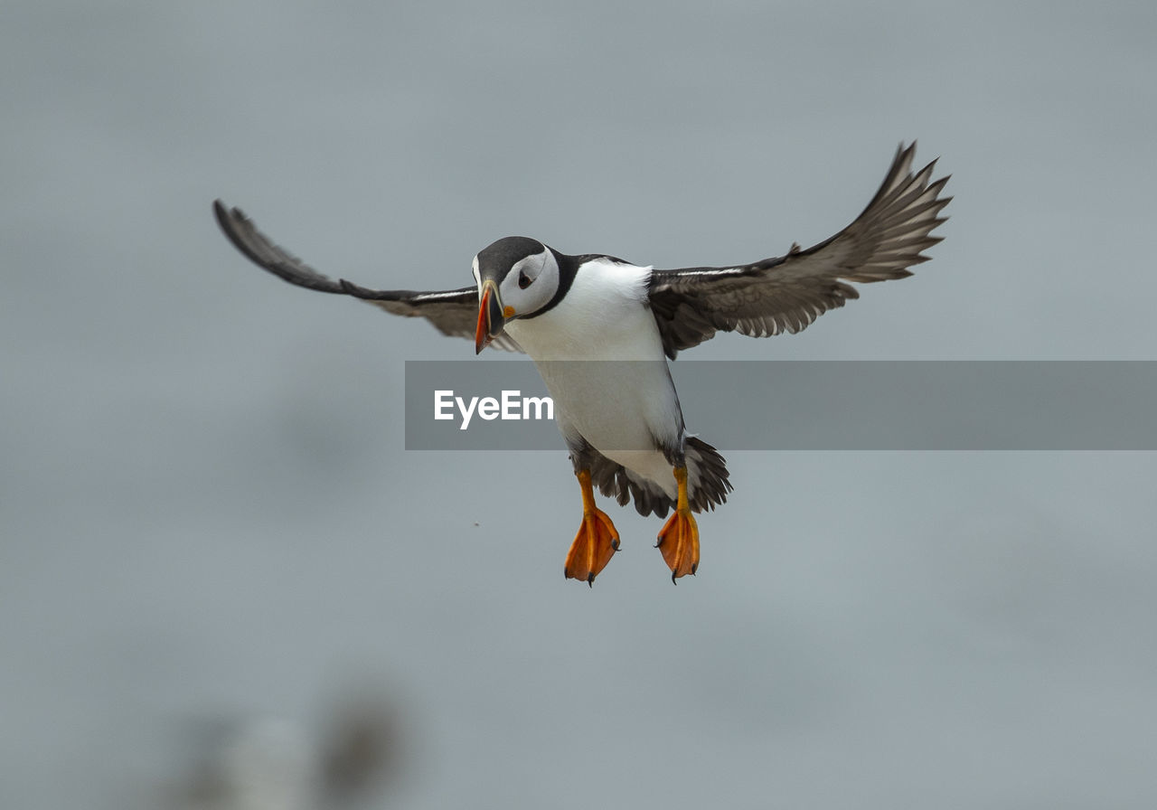 Puffin on approach to landing 